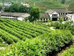 龙井问茶图片