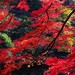 香山 北京 海淀 香山 香山 北京 海淀 香山
