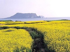 城山日出峰图片