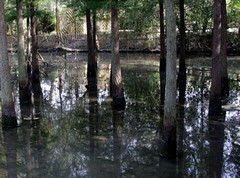 溱湖湿地图片