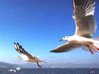 海埂大坝海鸥