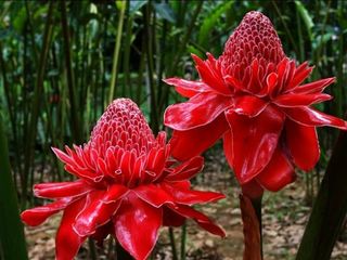 热带花卉园