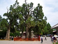 黄帝陵图片