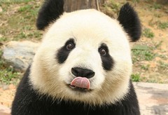 香江野生动物世界图片