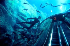 上海海洋水族馆图片