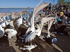 黄金海岸图片