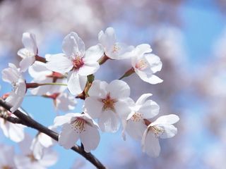 樱花