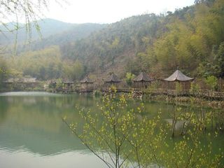 古银杏