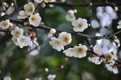 林屋赏梅