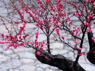 林屋梅花
