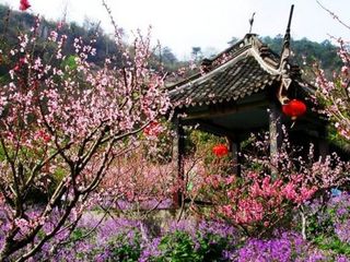 桃园美景