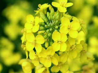 油菜花海