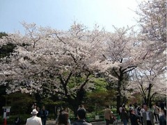 上野恩赐公园图片