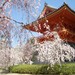 世界五大“枫”景
