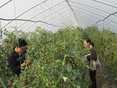 同里图片