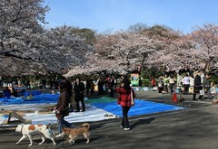 东京代代木公园图片