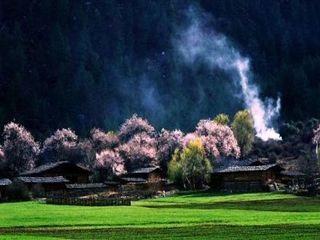 林芝桃花