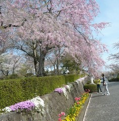 平和公园樱花