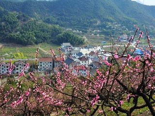 阳山畈桃花
