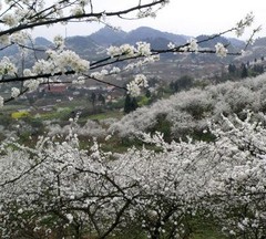 统景李花