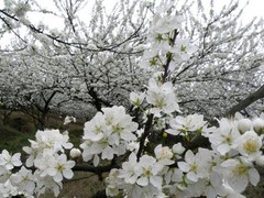 统景风景区图片