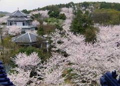鼋头渚樱花