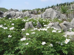 丫山花海石林图片
