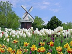 郁金香花园图片