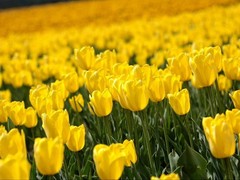 郁金香花园图片