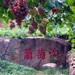  葡萄沟 新疆 吐鲁番 2008324113156734