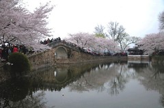 鼋头渚樱花1