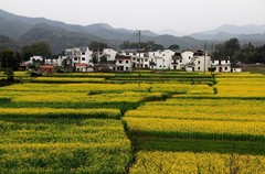 罗平油菜花海图片