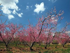 桃花岛风情园图片
