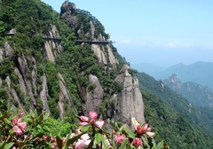 杜鹃花