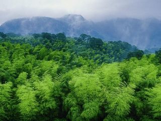 南山竹海