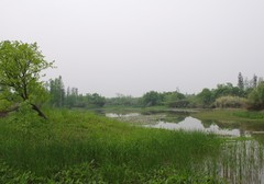 西溪湿地图片