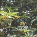 宁波大学 成长中的枇杷